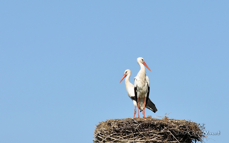 White Stork (Ciconia ciconia)